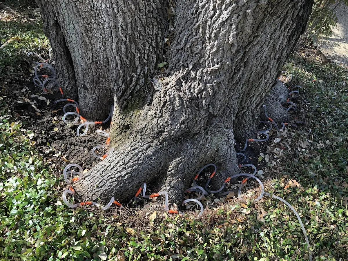 Detailed Tree Cabling and Bracing job site in Hebron